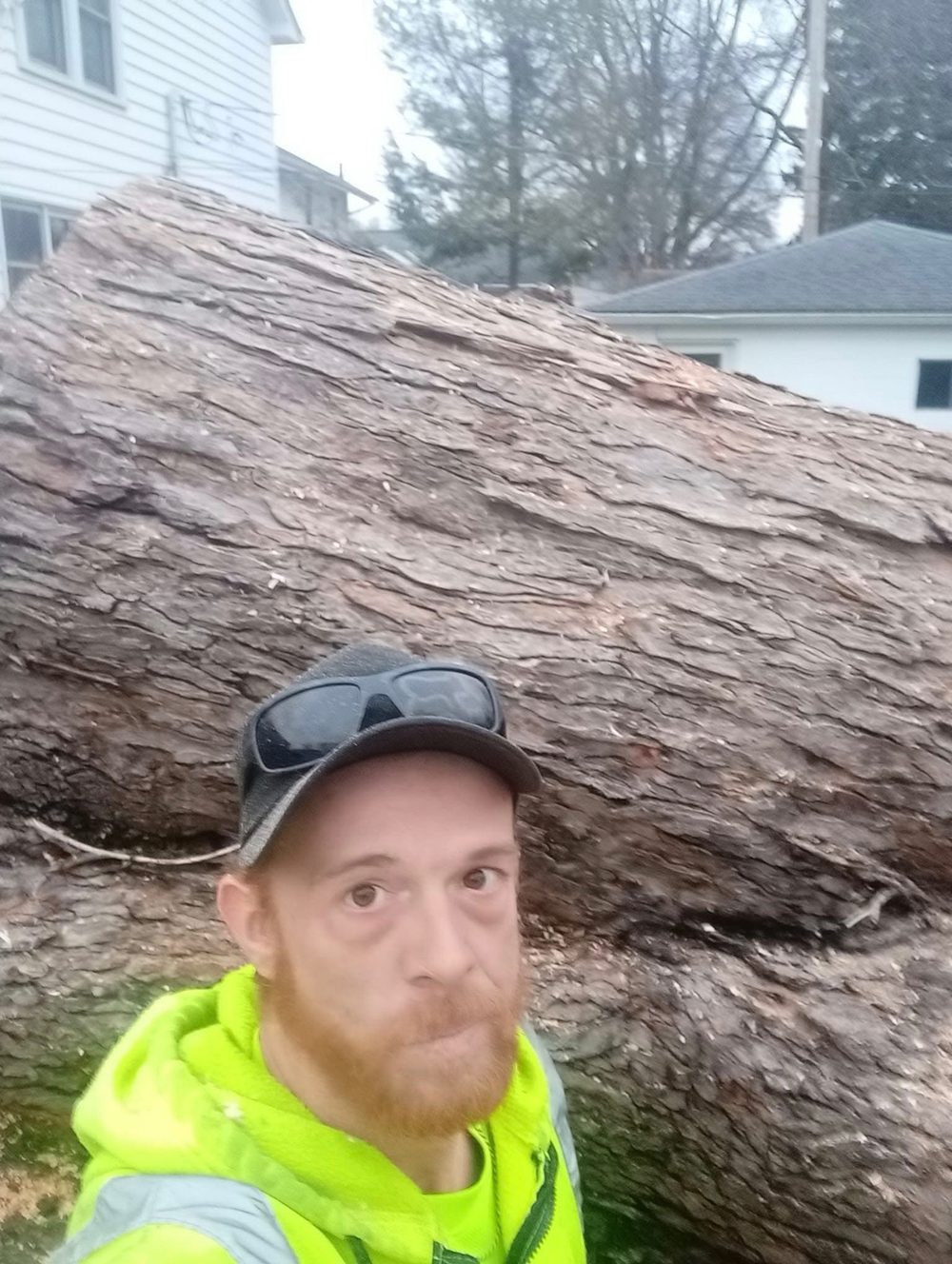 Large tree log removed